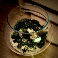 Live terrarium 7