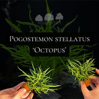 Pogostemon stellatus Octopus