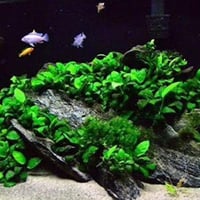 Anubias barteri Petite TC Cup
