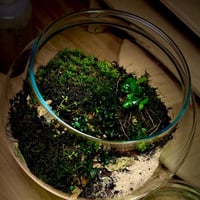 Live terrarium 1