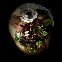 Terrarium 23