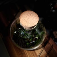 Terrarium tropical 19