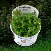 Rotala Bonsai 1-2-Gr