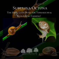 مجموعة 15 من الحلزون Macrochlamys – للحفاظ على بيئ...