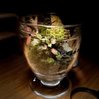 Terrarium 15