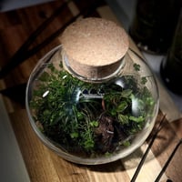 Terrarium tropical 20