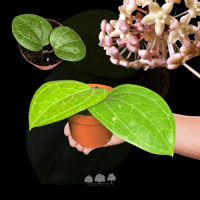 هويا ساراواك كريم – نبتة الشمع النادرة ذات الأوراق...