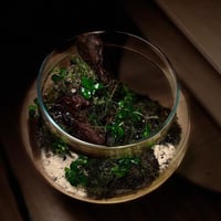 Live terrarium 9