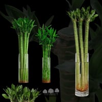 بامبو اللوتس – سيقان طويلة بطول 70 سم