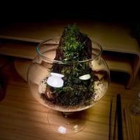 Live terrarium 11