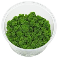 Salvinia auriculatas