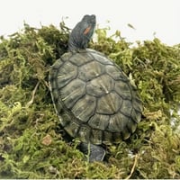 الطحالب الطبيعية الممتازة (سباغنوم موس) – مثالية ل...