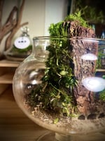 Live terrarium 4