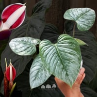 Philodendron Sodiroi – فيلوديندرون سوديروي النادر...