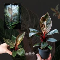 فيلوديندرون بوك بيكيني – نبتة أوراق استوائية فريدة...