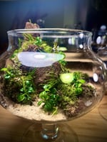 Live terrarium 5