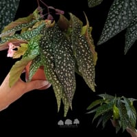 Begonia Double Dot – بيغونيا النقاط المزدوجة الناد...