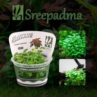 Lobelia Cardinalis TC Cup