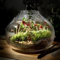 Terrarium- bonsai 18