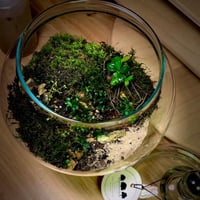 Live terrarium 1