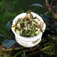 Bucephalandra 'Kedagang'