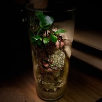 Bonsai-terrarium1