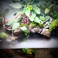 بلوداريوم ‏P001