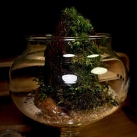Live terrarium 11