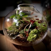 Terrarium- bonsai 18