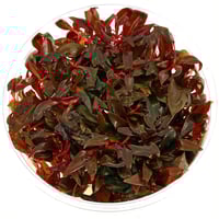 Alternanthera reineckii 'mini'