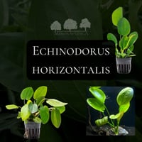 Echinodorus horizontalis