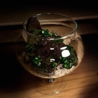 Live terrarium 9
