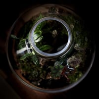 Terrarium- bonsai 18