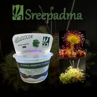 Drosera spatula TC Cup