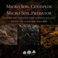 مايكرو أم أربعة وأربعين – مفترس التربة المجهري