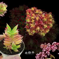 Crassula Capitella ‘Red’ – كراسولا كابتيلا الحمراء