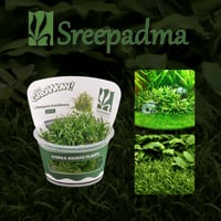 Lilaeopsis brasiliensis TC Cup