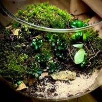 Live terrarium 1