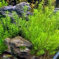 Rotala Rotundifolia ‘Wayanad