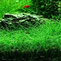 Eleocharis parvula TC Cup