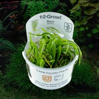 Blyxa japonica 1 - 2-Grow