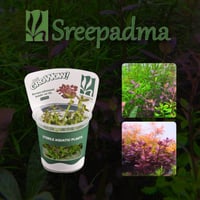 Bacopa salzmannii PurpIe var SG TC Cup