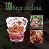 Cryptocoryne wendtii Sreepadma Sindoor TC Cup