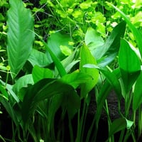 Anubias barteri var Glabra TC Cup