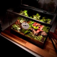 terrarium