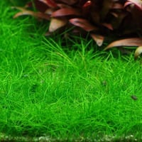 Eleocharis parvula TC Cup