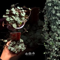 Ceropegia woodii (String of Hearts)