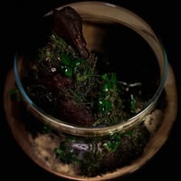 Live terrarium 9