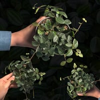 Peperomia angulata ‘Rocco Scuro’ – بيبروميا أنغولا...