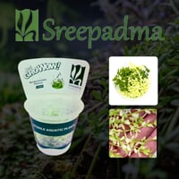 Bacopa Monnieri Platinum